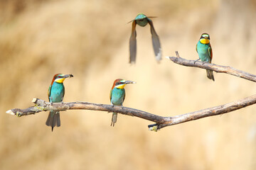 European bee-eater hunting flying insects in natural environment. Birds resting on the tree