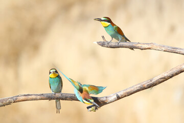 European bee-eater hunting flying insects in natural environment. Birds resting on the tree