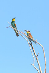 European bee-eater hunting flying insects in natural environment. Birds resting on the tree