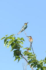 European bee-eater hunting flying insects in natural environment. Birds resting on the tree
