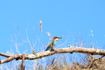 European bee-eater hunting flying insects in natural environment. Birds resting on the tree