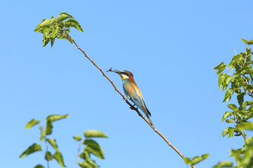 European bee-eater hunting flying insects in natural environment. Birds resting on the tree
