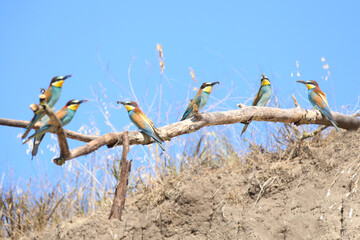 European bee-eater hunting flying insects in natural environment. Birds resting on the tree