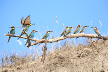 European bee-eater hunting flying insects in natural environment. Birds resting on the tree