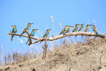 European bee-eater hunting flying insects in natural environment. Birds resting on the tree