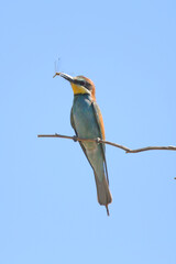 European bee-eater hunting flying insects in natural environment. Birds resting on the tree