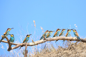European bee-eater hunting flying insects in natural environment. Birds resting on the tree
