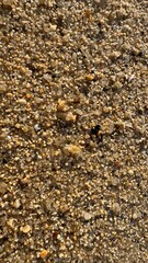 autumn leaves background