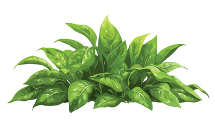 Obraz premium Vibrant Spinach Plant in Wide Angle