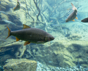Fototapeta premium Large Freshwater Chub Fish Swimming | Vibrant Underwater Scene in Clear Aquarium with Natural Habitat Elements