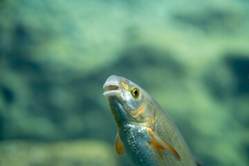 Surprised Freshwater Fish with Open Mouth | Close-Up of Chub / Dace Expressing in Clear Aquarium Water