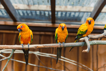 A vibrant and lively group of colorful parrots is presently perched on a branch, set against a...