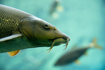 Close-Up of Freshwater Barbel Fish Head | Detailed Underwater Portrait with Distinctive Barbels and...