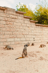 In their natural habitat, playful meerkats can be observed engaging in captivating social...
