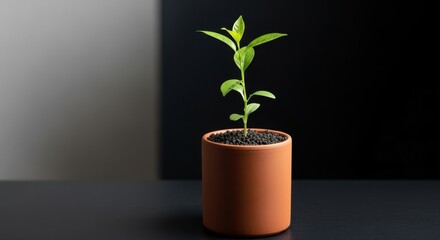 A small green plant in a terracotta pot sitting on a dark surface against a gray and black background