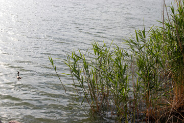 reeds in the water