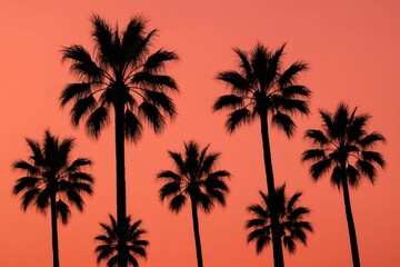 Obraz premium Dark silhouettes of palm trees rising towards a beautiful coral colored sunset sky, creating a tropical and evocative atmosphere