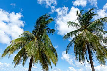 The crowns of palm trees with coconuts, view from below on blue sky background. Tropical vacation...