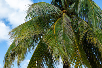 Fototapeta premium The crowns of palm trees with coconuts, view from below on blue sky background. Tropical vacation concept. High quality photo. copy space.