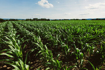 The vibrant green cornfield stretches out beautifully under a bright sky adorned with fluffy...