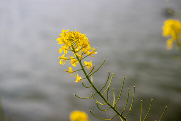 yellow spring flowers