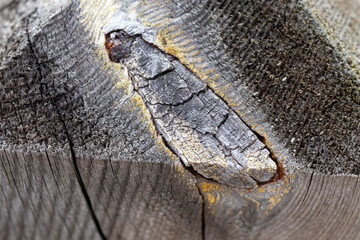 A sectioned log, wood, a tree trunk. Branch protrusion marks. Close-up. Background.