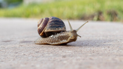 shelled snail, slug on its way. close-up macro
