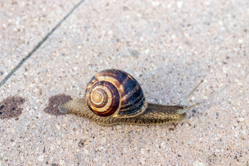shelled snail, slug on its way. close-up macro