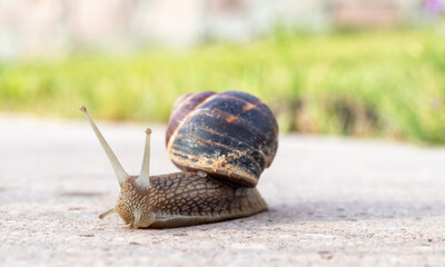 shelled snail, slug on its way. close-up macro