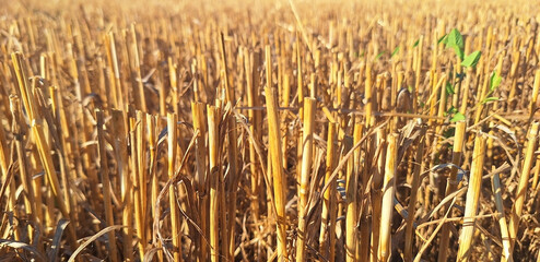 Close-up of a mown grain field. Panorama.
