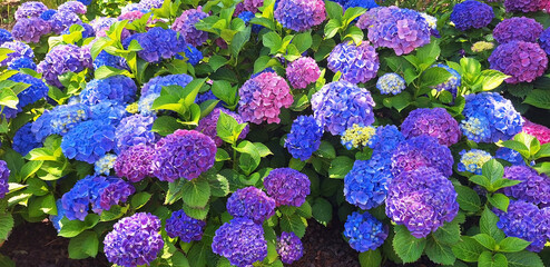 Panorama of the blue and pink flower hydrangea macrophylla or hydrangea ardorescens bloom in the flowerbed.