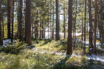 Spring Forest After Snowfall. A serene spring forest landscape after a sudden snowfall.
