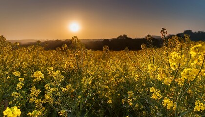 a close up view of mustard flowers reveals a vibrant and enchanting display capturing the essence of nature s golden tapestry in intricate detail