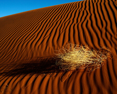 Red sand dunes with long shadows and tumbleweed