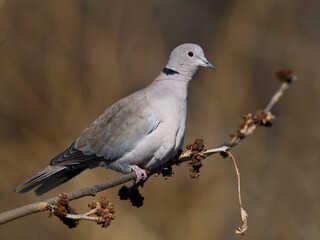 Eurasian collared dove