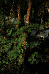Bosque tropical denso y húmedo en San Rafael, Antioquia, Colombia, con troncos de árboles...