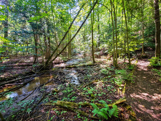 A winding hiking path follows a stream and its muddy banks, littered with fallen trees in the valley of a forest on a bright sunny day, capturing the raw beauty and nature in the wilderness.