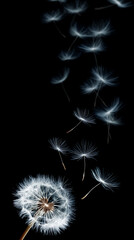 A dandelion seed head with several seeds being blown away by the wind against a black background. Copy space, aspect ratio 9:16
