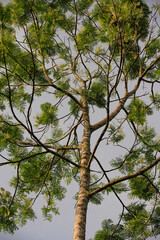 Árbol majestuoso con tronco texturizado y follaje vibrante contra el cielo claro en San Rafael,...
