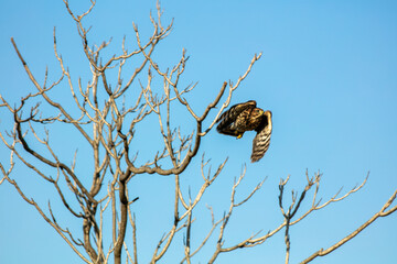A Cooper's Hawk in a California Habitat looking at it taking off to catch prey from the sky 