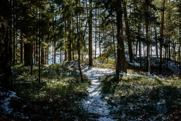 Spring Forest After Snowfall. A serene spring forest landscape after a sudden snowfall.