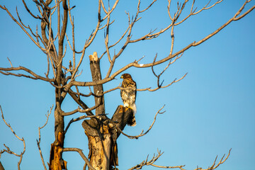 A Cooper's Hawk in a california Habitat looking at  a Hawk sitting in a Bare Dead Tree