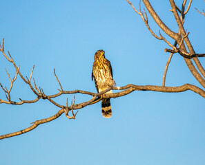 A Cooper's Hawk in a california Habitat looking at  a Hawk sitting in a Bare Dead Tree
