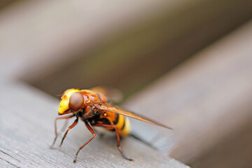 banded forest hoverfly