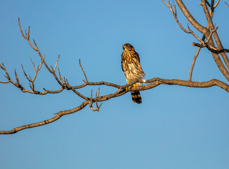 A Cooper's Hawk in a california Habitat looking at  a Hawk sitting in a Bare Dead Tree
