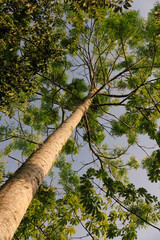 Árbol alto y esbelto con hojas verdes vibrantes y tronco texturizado, visto desde abajo contra el...