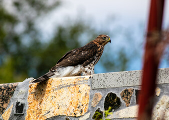 A Cooper's Hawk in a California Habitat looking at it Hunting from a Rock Wall