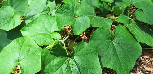 Pueraria plant spreads along the ground. Panorama.