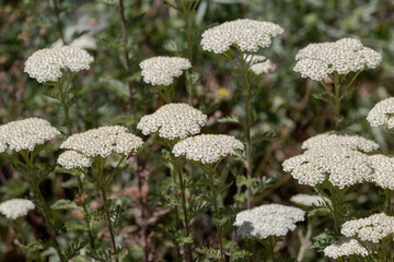 A plant with white flowers(Achillea millefolium) close-up