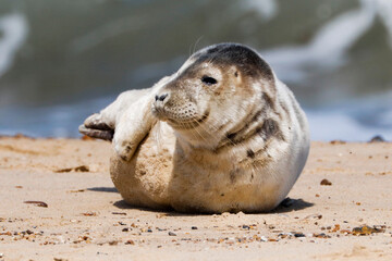 Naklejka premium Seal Pup On Beach